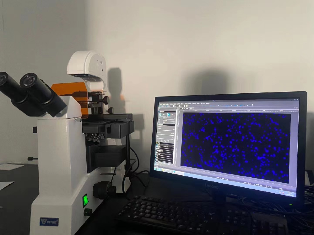 給中實科技(天津)有限公司推薦使用我公司三目倒置熒光顯微...